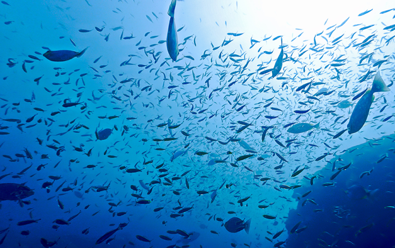 Fiskstim i havet